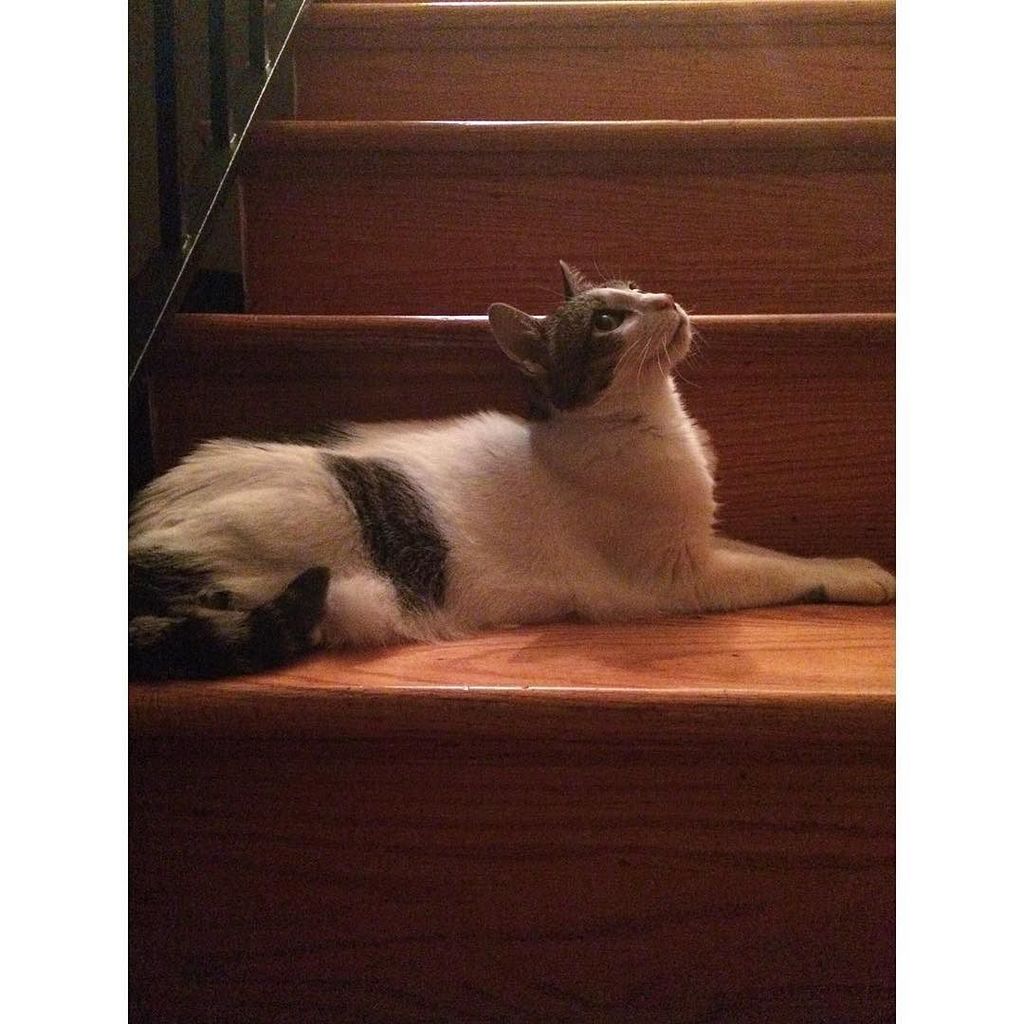 TheMadameMeow's tweet photo. The Doyenne
#mademoisellegracie #acreativedc #catsofinstagram #thecreatorclass #igdc #pets #elsieproject #cats #dci… https://t.co/HIHN3mzfBC