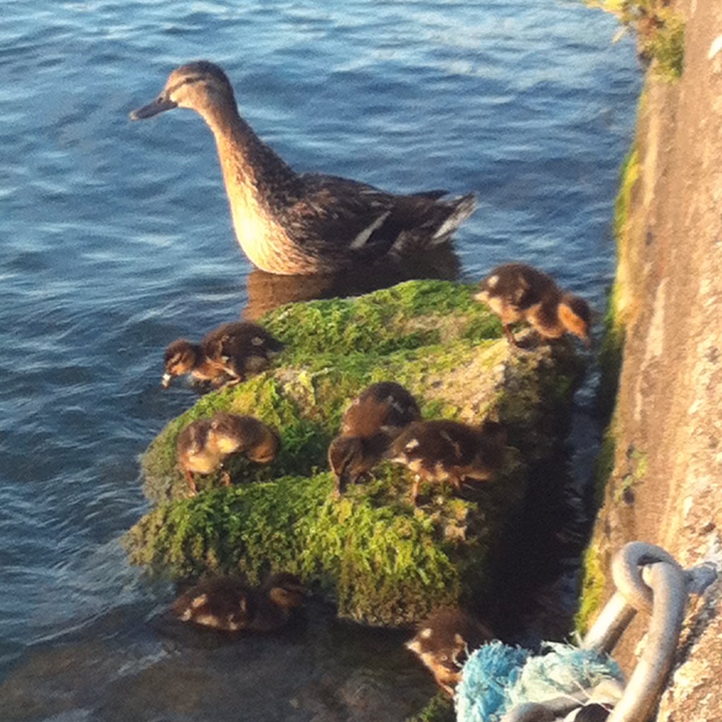 BCSRnewsfeed's tweet photo. Oh, island in the sun ... #friendlyWaters #waterBabies https://t.co/3g3c1tcPN6