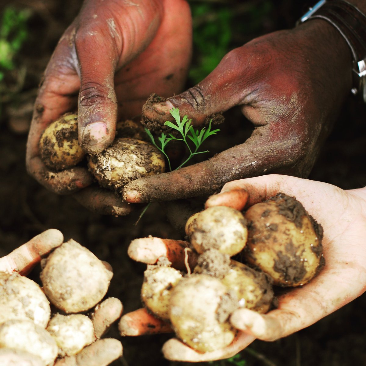 compagnonsterre's tweet photo. #international #students #work #camp https://t.co/Xaqgak1AdA #cortils #Blegium #agroecology #green #education https://t.co/vARImSL4T9