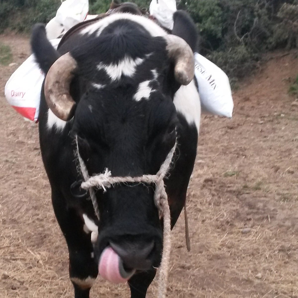 farmer_charles's tweet photo. Letting the ox take the strain......pack pony duty! ๐ฎ๐
#oxen #oxotheox #oxpower #Cornwall https://t.co/p6KFzzV88a