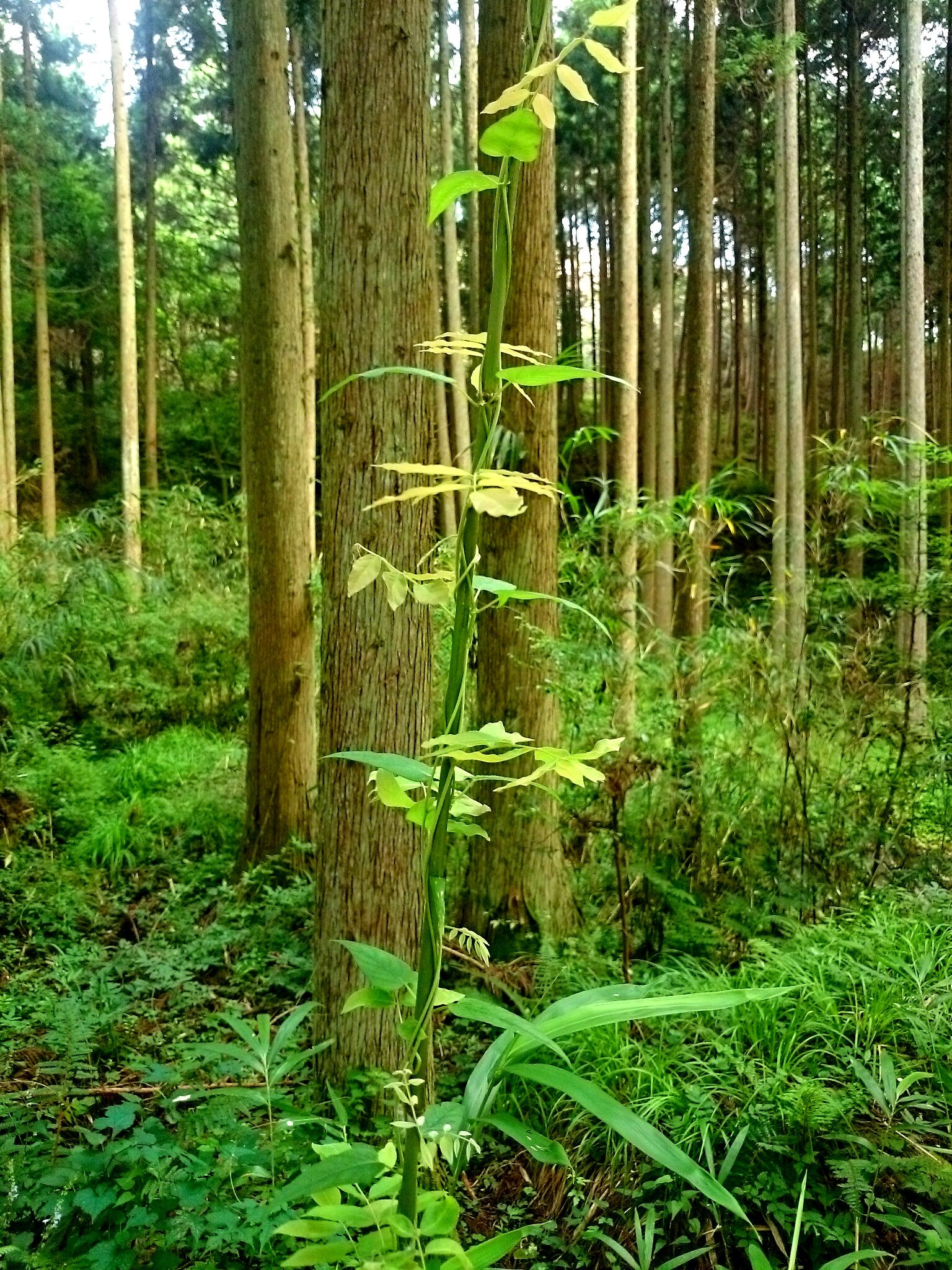 高瀬花園 １本の細い竹に二種類の草がうまく螺旋状に絡まり 別の植物のように見えます この弦状の草に花があればもっときれいではなかろうかと思いながら庭の朝顔を撮ってみました おはようございます T Co Kiv1lthwd5 Twitter
