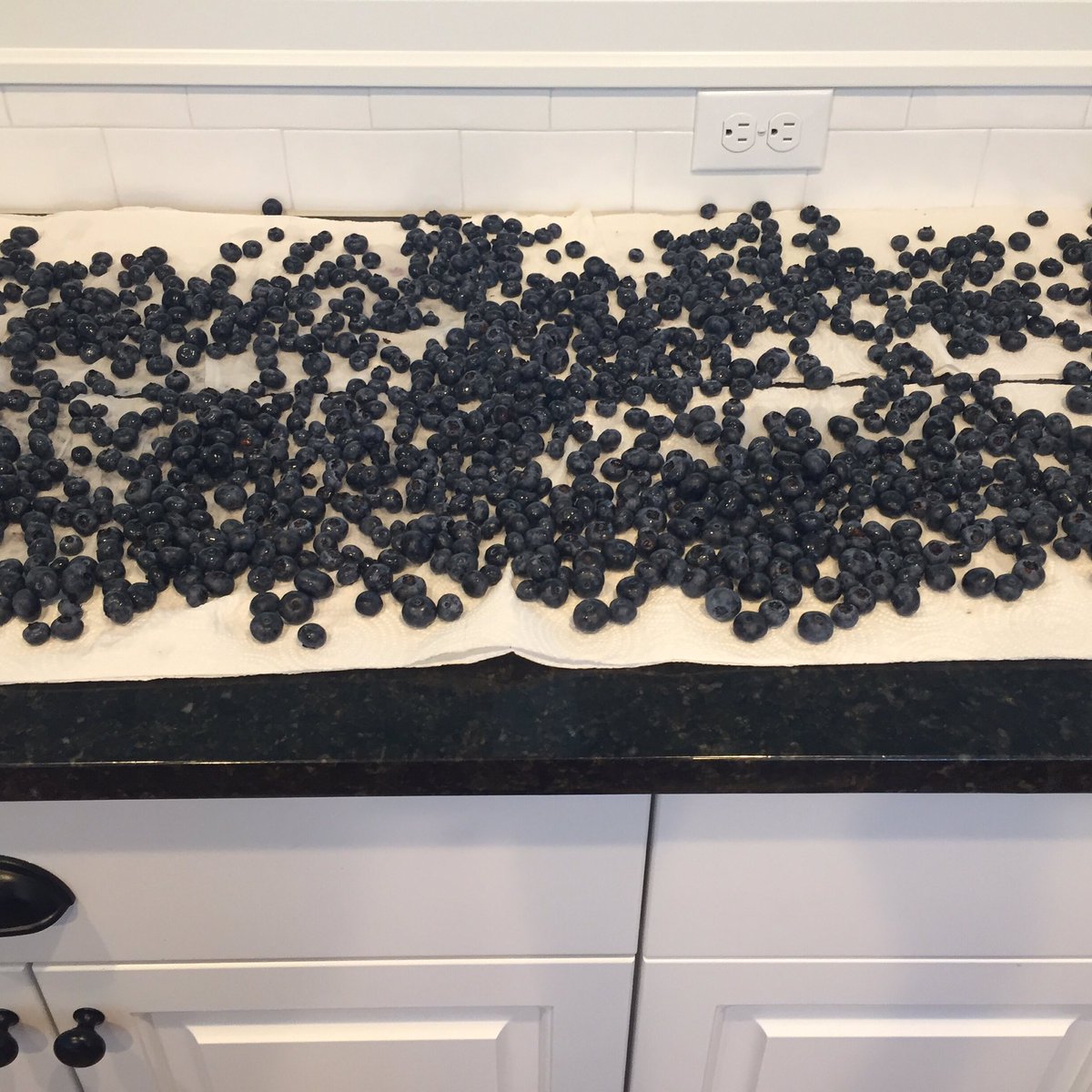 APlantPowrdLife's tweet photo. Freezing up 8lbs of #organic #blueberries for the winter! #healthyfood #healthyliving https://t.co/FHahF8dpM1