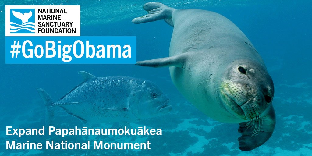 marinesanctuary's tweet photo. Help create the largest MPA in the world in US waters. Tell Obama to #expandpmnm https://t.co/yZQe7SnNuO #gobigobama https://t.co/nwzMrL1ijQ