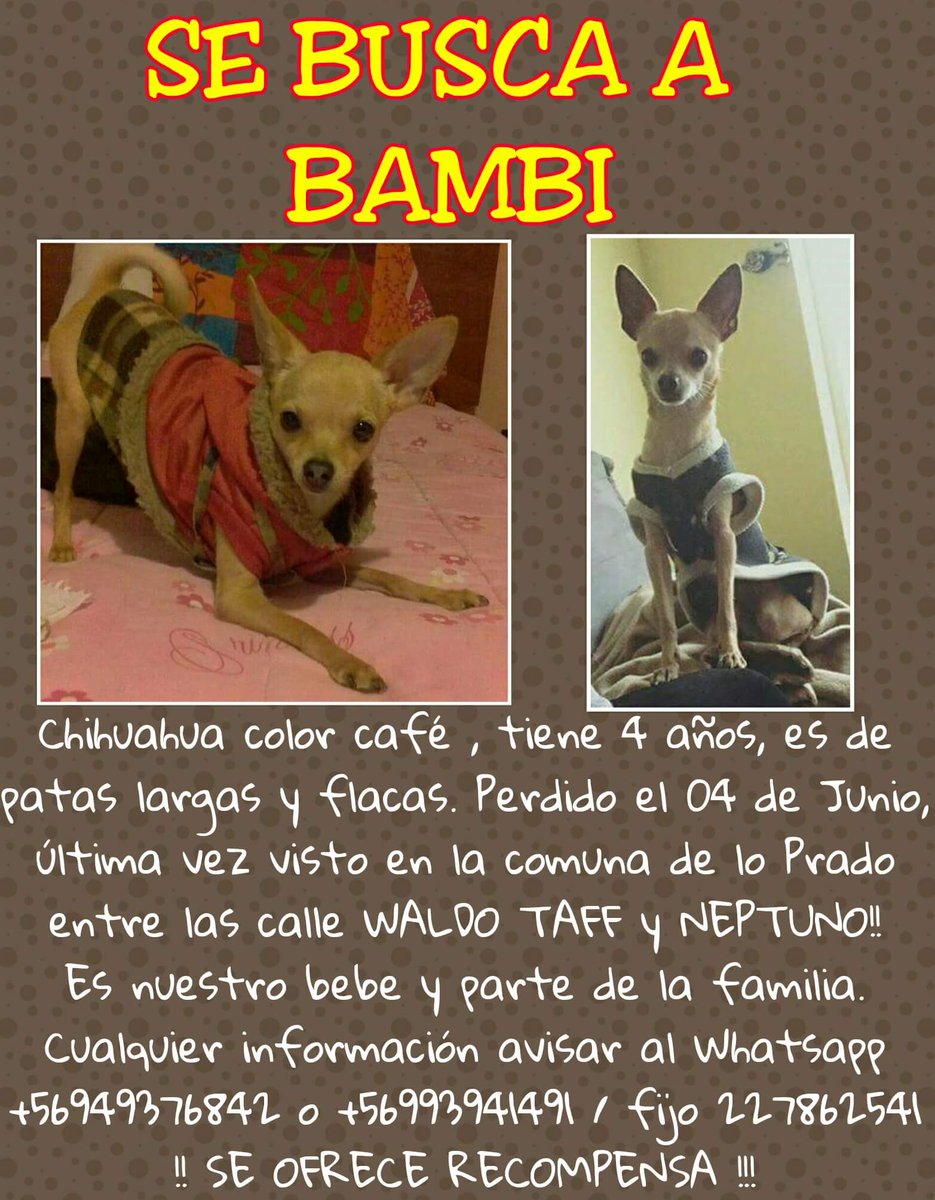 CarolinaDiAz_'s tweet photo. Ayuda a encontrar a bambi lleva más de un mes sin saber nada su dueña esta muy triste!necesita de nuestra ayuda 😢 RT https://t.co/GT7SpKb1VV