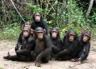 Ecoxpo's tweet photo. Want 2 climb Kilimanjaro &amp; explore the forest where Dr Jane redefined man? #JGIAClimb4Chimps https://t.co/pvFaj5npKm https://t.co/sF4ol1e18H