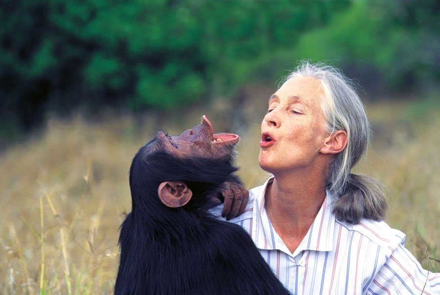 Ecoxpo's tweet photo. Want 2 climb Kilimanjaro &amp; explore the forest where Dr Jane redefined man? #JGIAClimb4Chimps https://t.co/pvFaj5npKm https://t.co/sF4ol1e18H