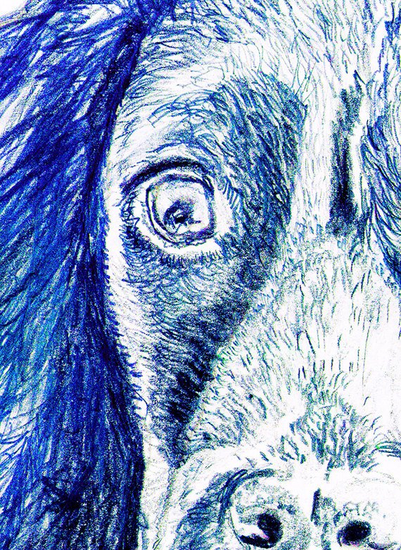 OscarJetson's tweet photo. Cocker spaniel Dog drawing, print from original working Cocker drawi… https://t.co/1FGCdvtEIS #doggy #SpanielDrawing https://t.co/YURvW0hbNp