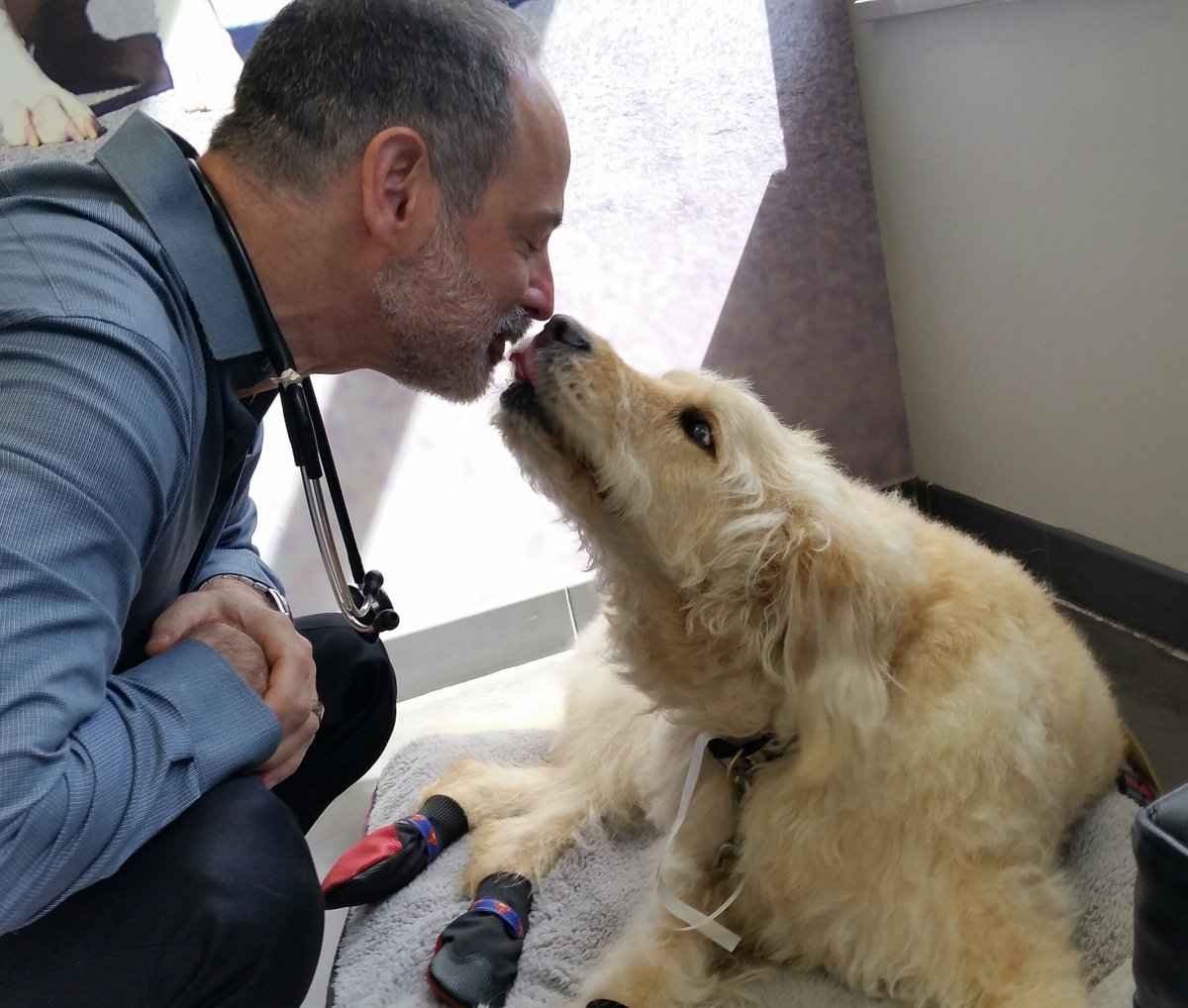bocker's tweet photo. Last chemo a yr ago this week.Kept my spirit and got my hair back too. Thank you @VccHope @AnimalCancerFdn @gspdvm https://t.co/LfQ7ecRyhd