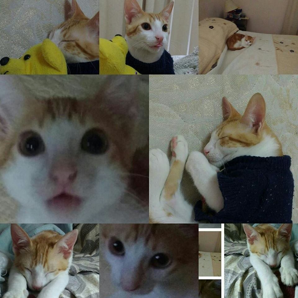 Minchu en Adopción - Merida
sus dueños se van. urge conseguir hogar pa él, el viaje es dentro d 15 días 0416-7755316