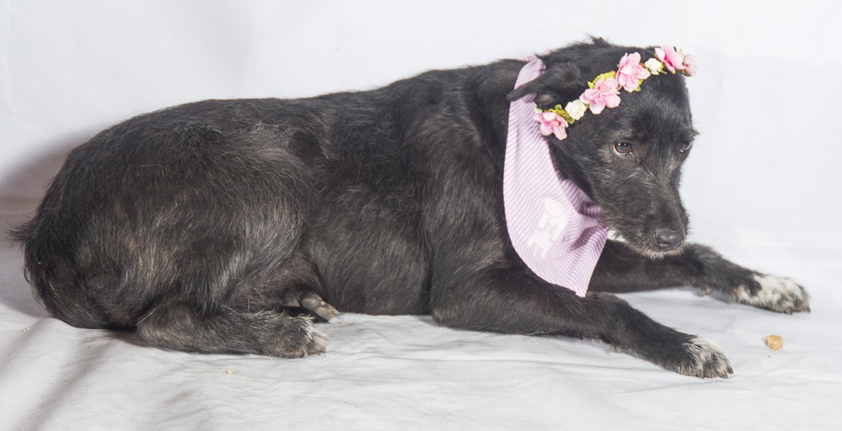 #BuscanHogarGyP Bermuda, 11 meses, pelo alambre, mediana de carácter alegre, juguetón y cariñoso. Rosa +569 86938675