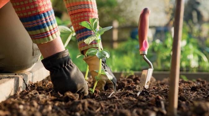 Bimantara_5's tweet photo. Tak Hanya Atasi Stres, Berikut 5 Manfaat Lain Berkebun https://t.co/upN7LoOoiJ https://t.co/D6o6MYEGSe"