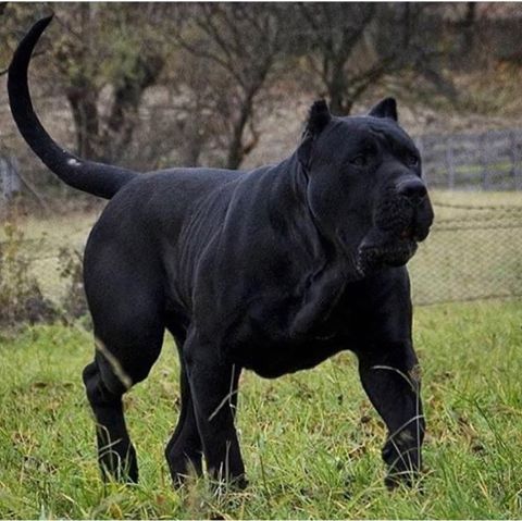 FlowSosa_'s tweet photo. Moi: Assis !
Chien: Non toi assis ! 
Moi: ok https://t.co/bsPfskt5Rj