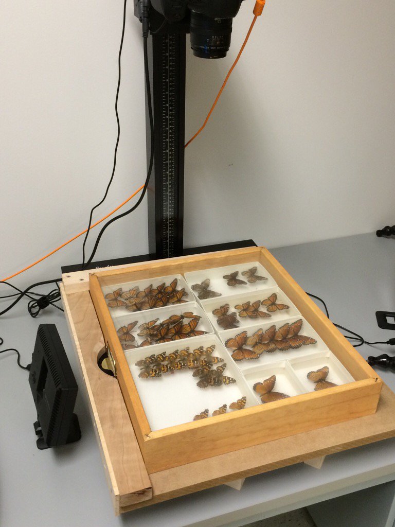 Making progress @osuc_curator <a href="/OSUCatOSU/">Triplehorn Insect Collection</a>