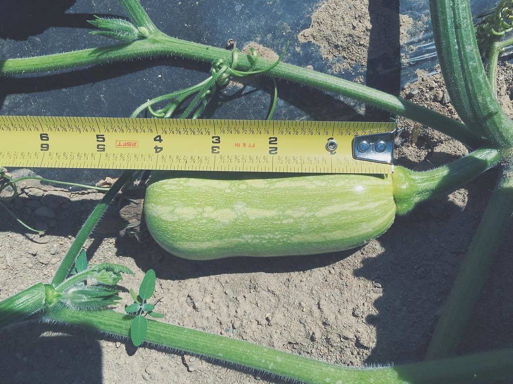 Heppell's Potato tweet media