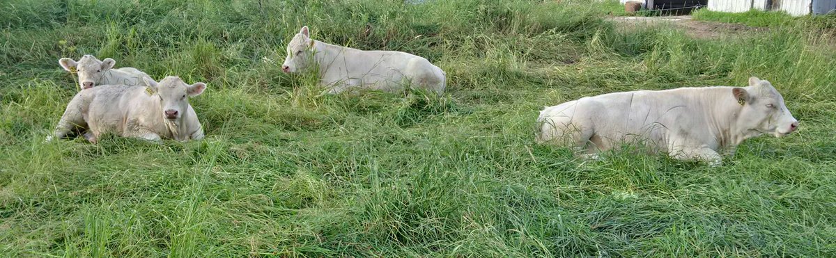 PotterBarry's tweet photo. Calves trying to find some drier high ground to lie on. #rain16 https://t.co/1V204H8otR