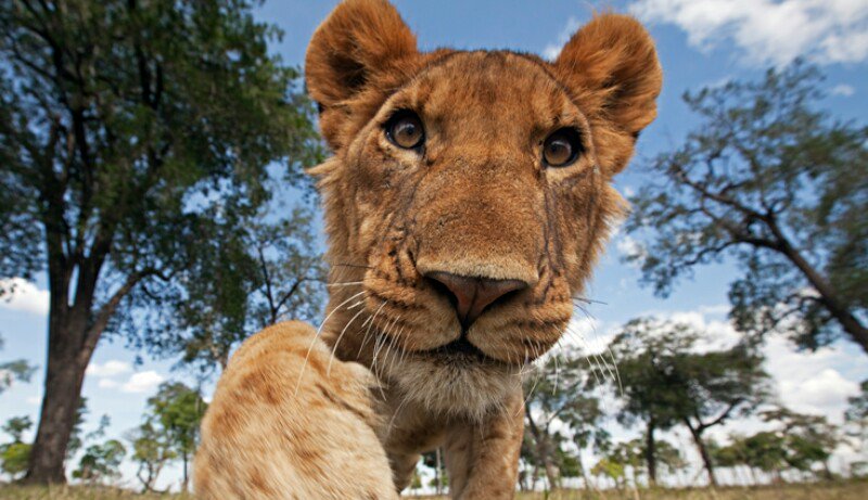 prohunterr's tweet photo. Just hangin #whenyougetturnedintoalion https://t.co/9ctGKEL08S