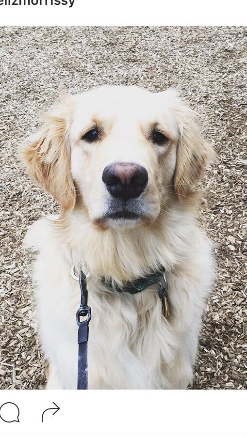 lizzymorrissy's tweet photo. Seamus is anxiously (and patiently!) waiting to see what @mixmaniacs can do!! #sweepstakes #MixMania #cantwait 🐶🎈😁 https://t.co/4N28gaa83e