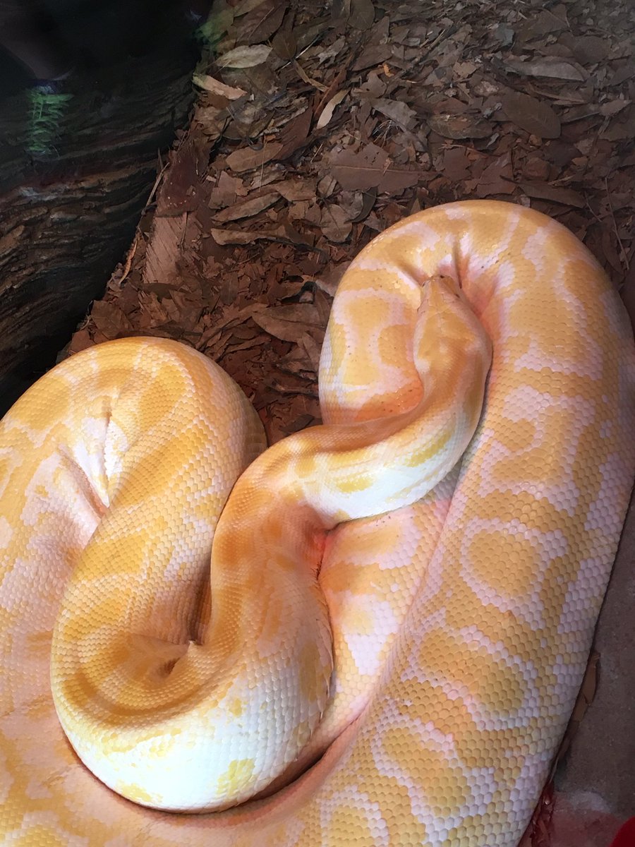 Andrew Carter tweet media