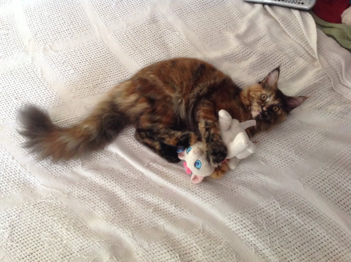 ProfileGBBall's tweet photo. @JBiebergirl30 she is much bigger now. https://t.co/7E7wOv75Pp