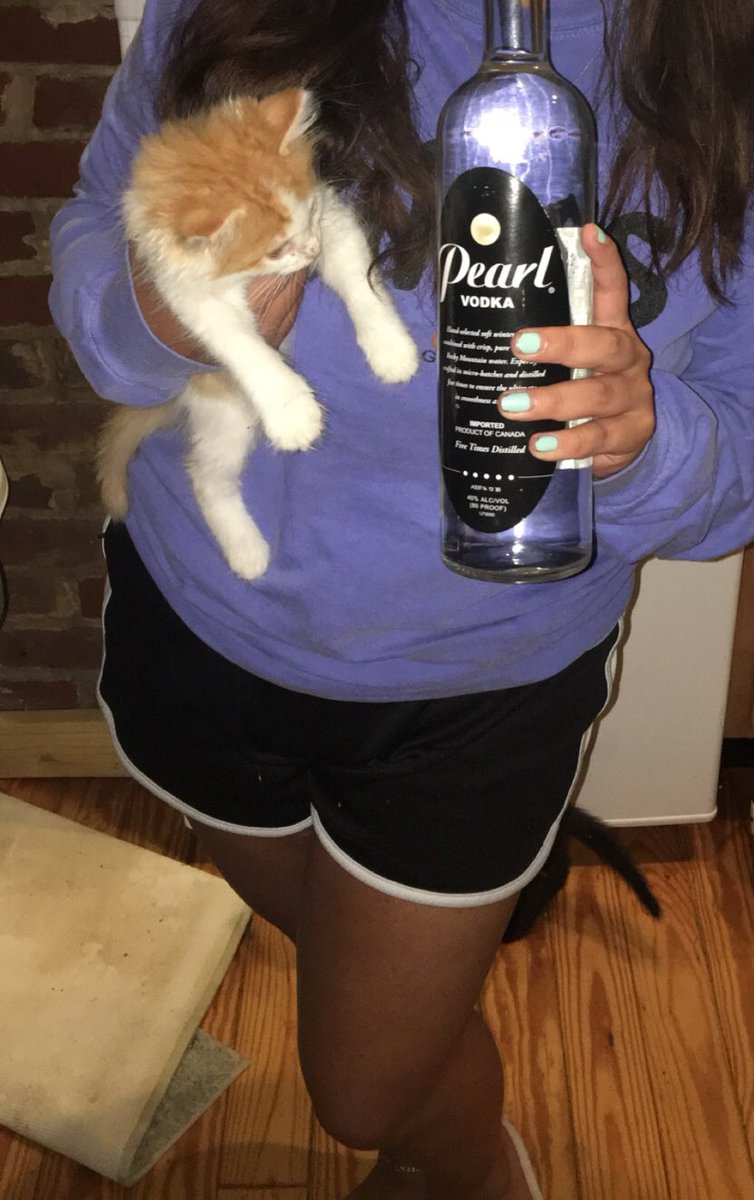 purrrsillla's tweet photo. Help my kitten has a problem #savemaple https://t.co/wKjDKcDlfX