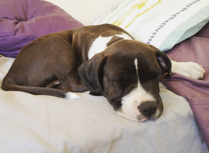 Meet Burnie Sanders Valencia @SenSanders https://t.co/B1yKPAIfYL<a class="tags" target="_blank" title="On Twitter" href="/?out=eyJ0eXAiOiJKV1QiLCJhbGciOiJIUzUxMiJ9.eyJpYXQiOjE3MjI2NzM3NjQsImlzcyI6InR3cG9ybnN0YXJzLmNvbSIsIm5iZiI6MTcyMjY3Mzc2NCwiZXhwIjoxNzU0MjA5NzY0LCJyZWRpcmVjdF91cmwiOiJodHRwczovL3R3aXR0ZXIuY29tL1NlblNhbmRlcnMifQ.FjRy4k3y0Ql_Xjpohsk8a87E790nBEI_T7CcEyPEwITMv9NlNacOL1SqZPho8REcxKbalNda6SkDCLbkpECTxg">@SenSanders</a><a href="/tag/wevecalledeachotherpenisforlikesevenyears"class="tags"><span>#wevecalledeachotherpenisforlikesevenyears</span></a>