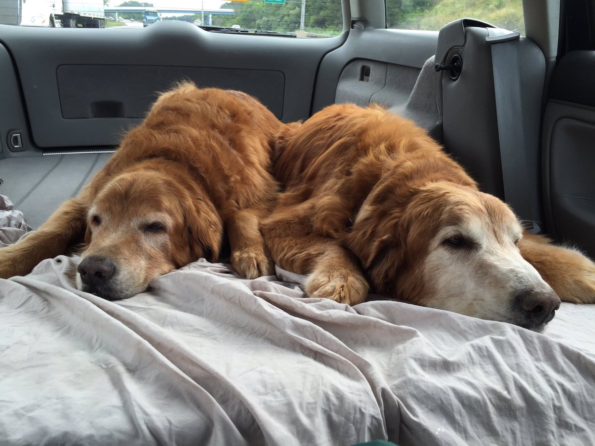 SLarke7's tweet photo. Maxwell &amp; Denver enjoying their car ride!  Love these boys! #maxwell #denver #goldenretriever #carride #lovemygolden https://t.co/MUtPTc3f01