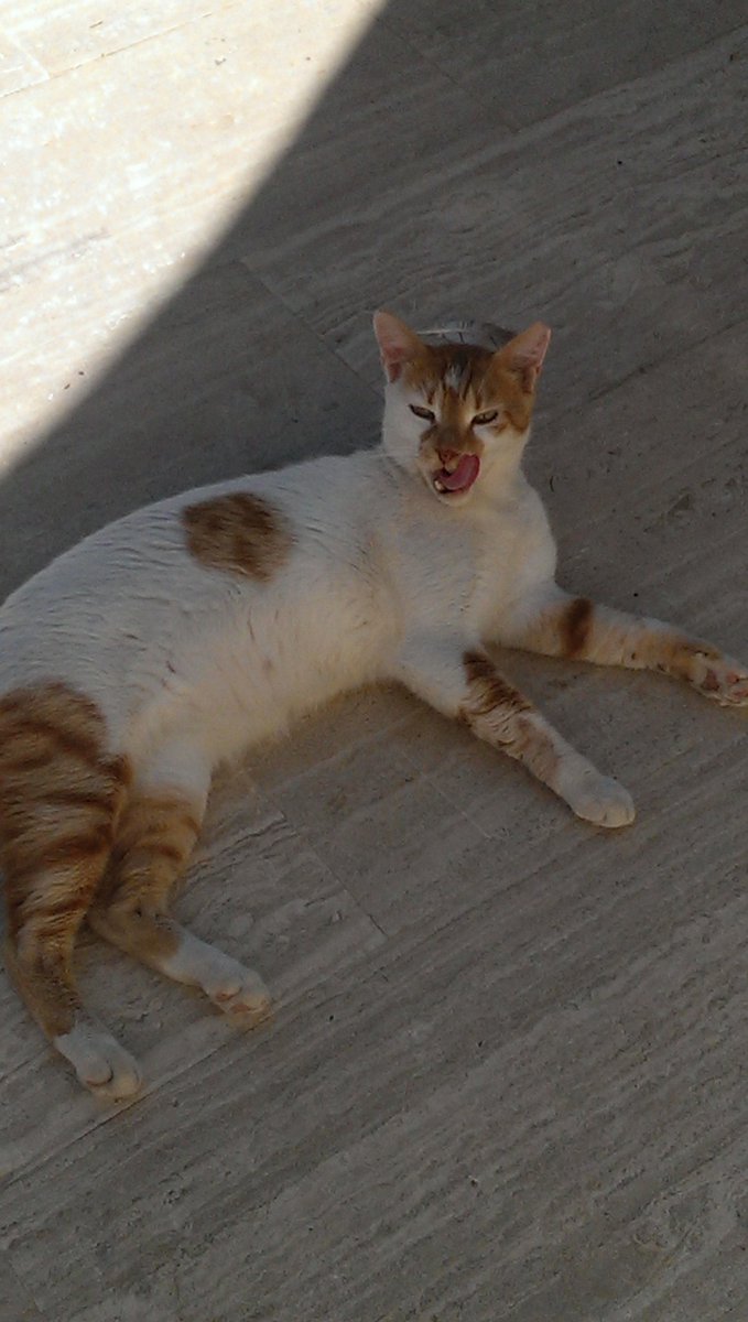 kadyidette's tweet photo. Stray cats of Cyprus 😢 https://t.co/cmIvwwwVUH