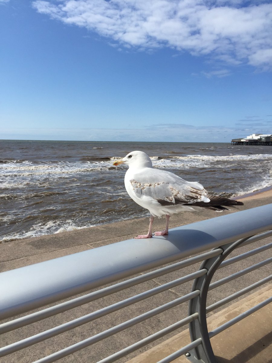 NorthumbrianH2O's tweet image. Picnic on the beach? Leftover food and litter? Please #binit4beaches to keep #birdpoo out of the sea #cleanerseas