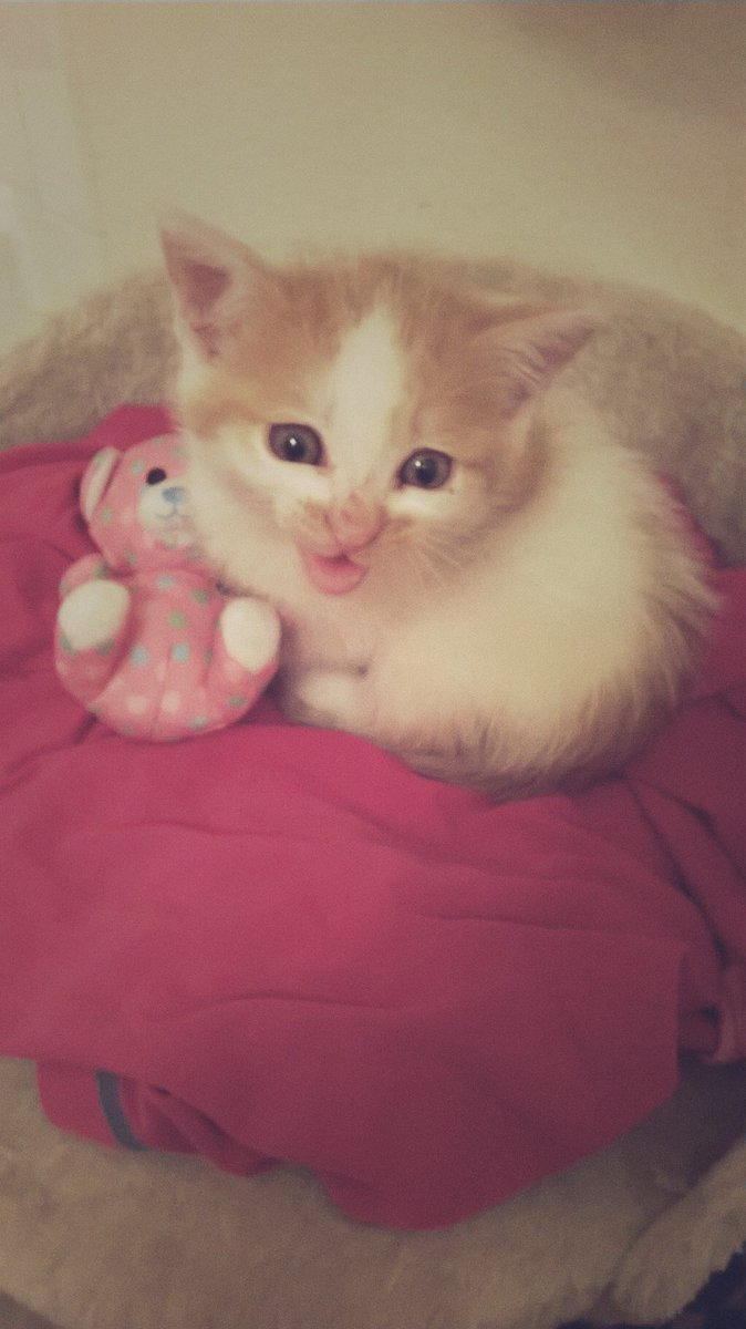 MissElizAnne's tweet photo. My baby girl I rescued at two weeks old. She is my heart. #MyRescueStory https://t.co/q5aV5S3hv7