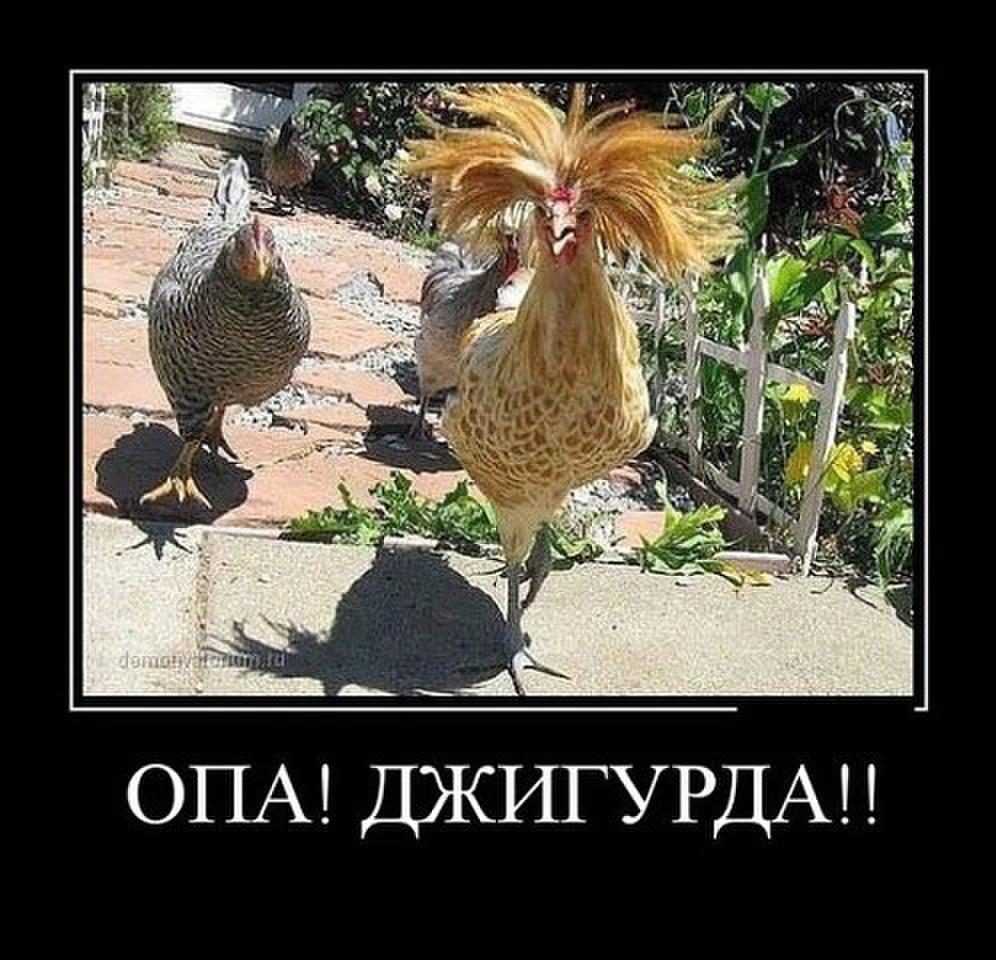 Надпись курица