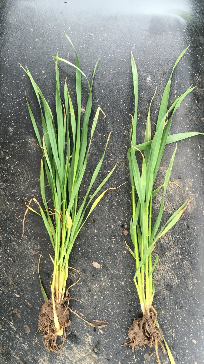 edwardncdurham's tweet photo. The #derrinallumcup!! #trojan R vs #beckom L, same pdk, trtmnts, soil type, who will come out winning? @BenDumesny https://t.co/zA6TmY6RMc