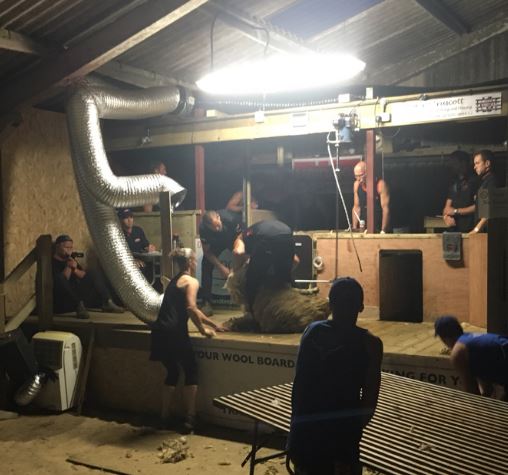 Good Morning all #Sheep #Shearing World Record Attempt Live feed is underway goo.gl/A4PK1H via <a href="/agricamera/">AgriCamera</a>