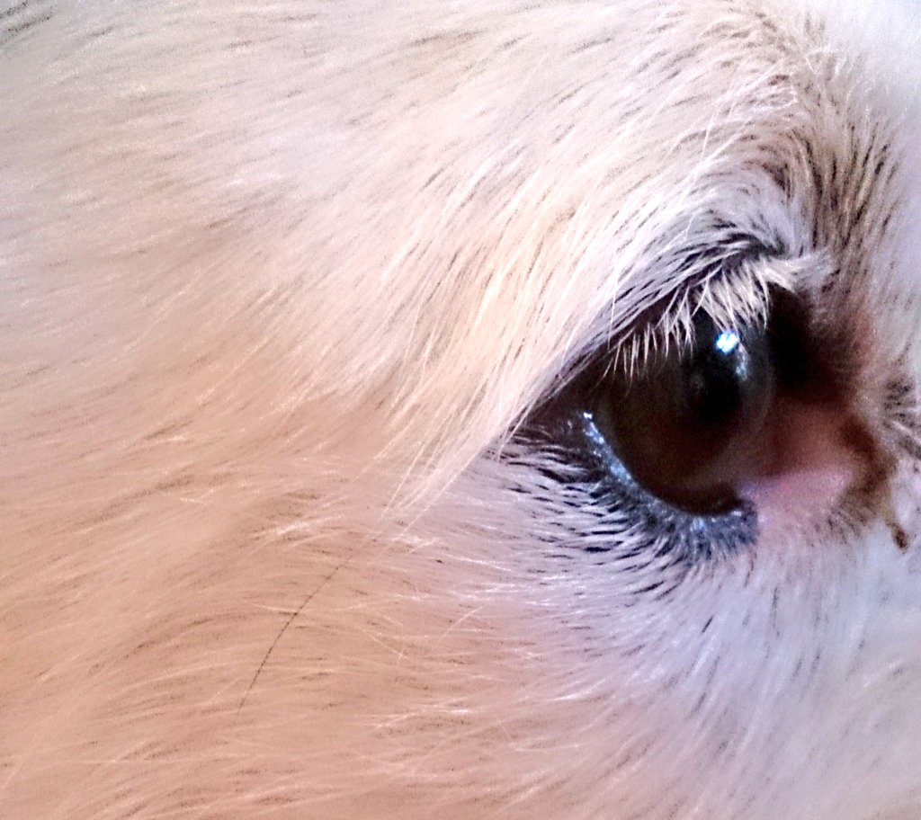 🐶💬 #goodmorning #everyoneiswelcome