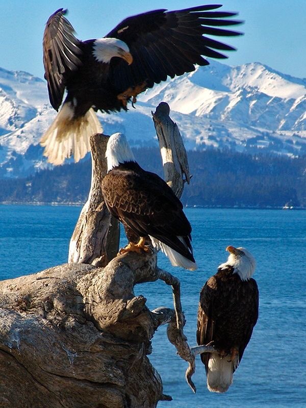 & (@elifearts) on Twitter photo 