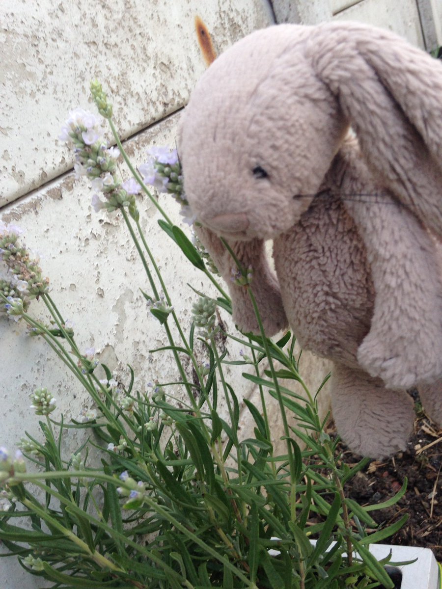littlerabbitLDN's tweet photo. @LavenderSM5 Getting ready for the harvest! #lavenderinLondon https://t.co/o8NaSueylm