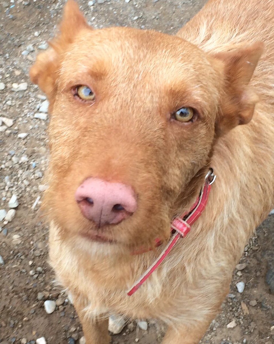DogWatchDogs's tweet photo. Ben is rocking his pink collar and looking good 😎 check out our website for more info on Ben https://t.co/FaPGcxVVrj