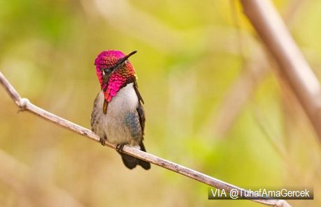 Dünyanın en küçük kuşu arı sinekkuşudur. Ağırlığı ortalama 2 gramdır.