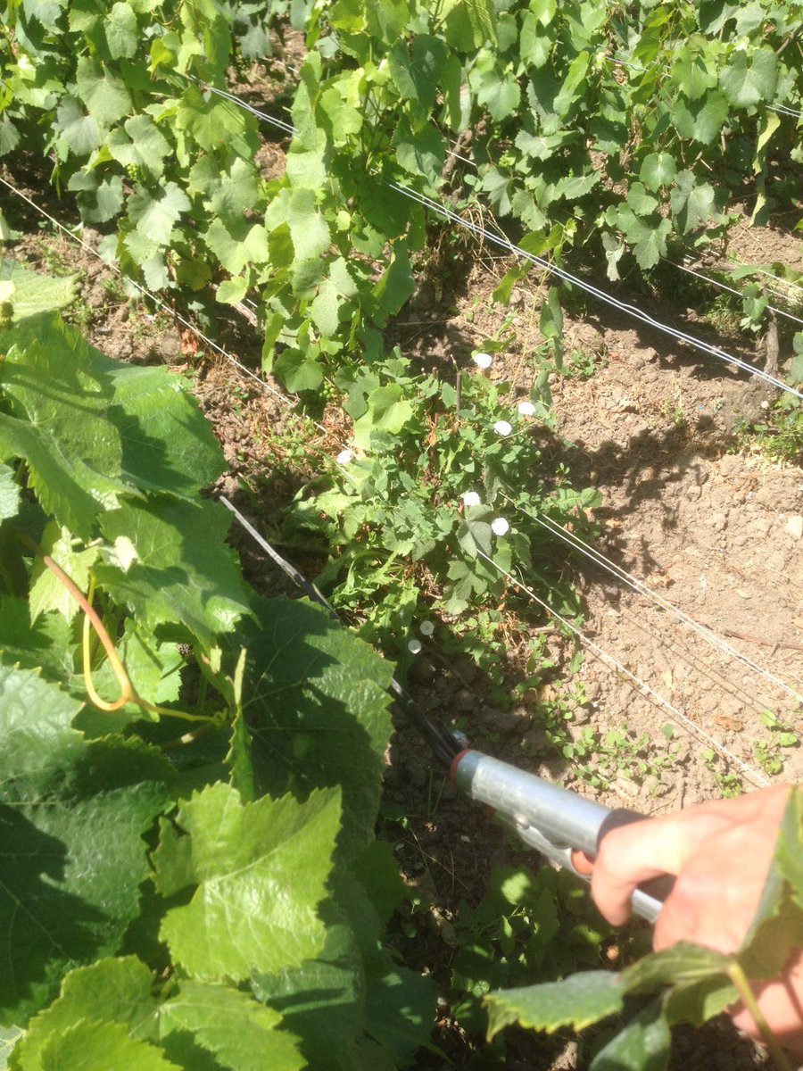 LouisRoederer_'s tweet photo. Le cisaillage est en cours dans nos vignes. Il permet d'aérer doucement les raisins pendant l'été #artisan -JBL https://t.co/3MkZwMCtUv