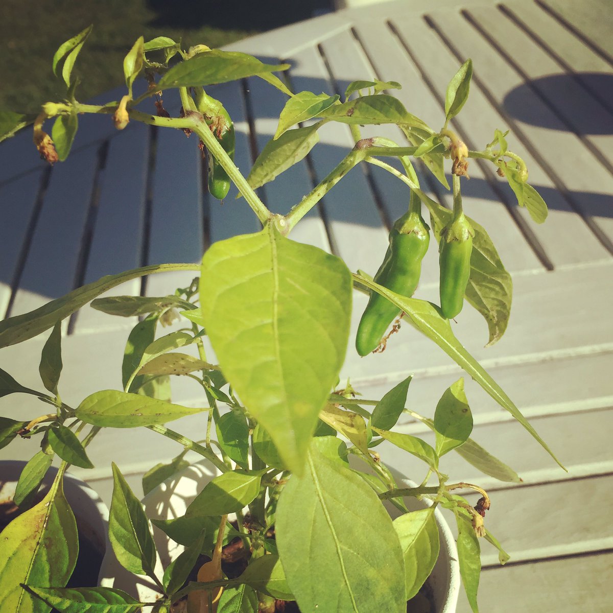 The first chillis from the <a href="/CharnwoodStoves/">Charnwood</a> dealer day chilli plants. Hopefully the sign of a good heating season 😊🔥