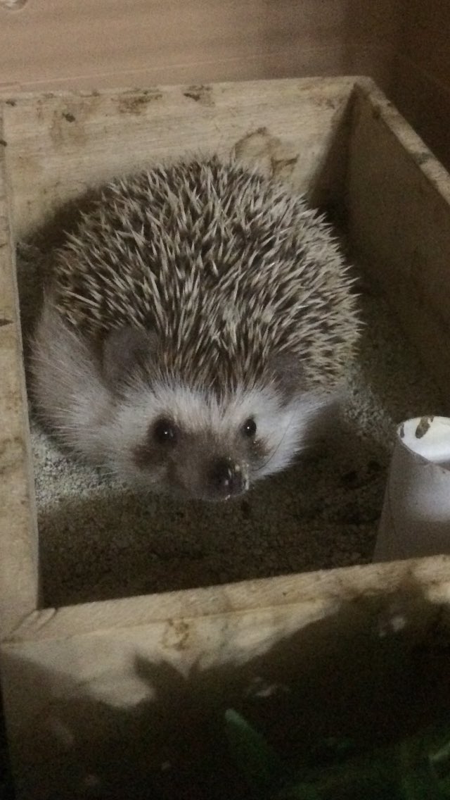 harinezumi1220's tweet photo. 昨日の夜ガサゴソと物音するから電気付けたらくろちゃんがお砂場で大暴れ(￣▽￣)お鼻に砂ついてるよ（笑） https://t.co/y302UI3vjG