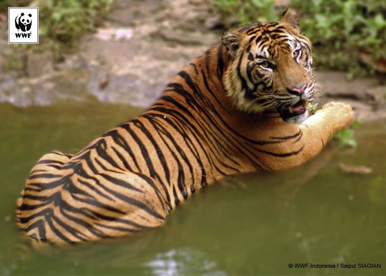 WWF_ID's tweet photo. Motif belang pd harimau sangatlah unik seperti sidik jari manusia. Tidak ada harimau yg persis sama #doubletigers https://t.co/FcMNFIW0ZT