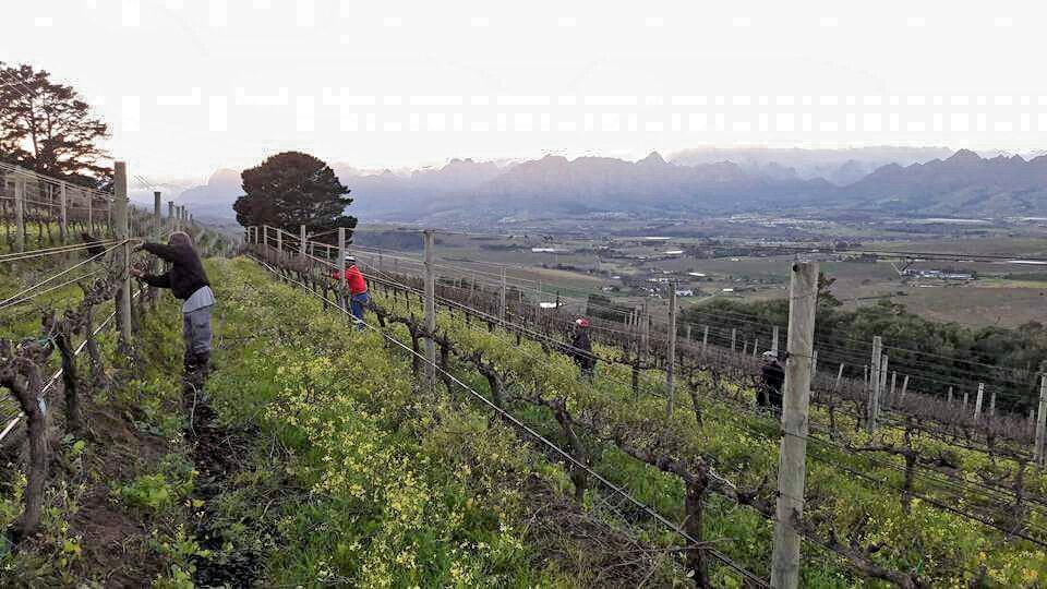 CapeWineTours (@capewinetours) on Twitter photo What an amazing shot by #HannuwaAgriculturalConsultants while pruning vines at <a href="/DMZwine/">DeMorgenzon Wine Estate</a> #hannuwa #viticulture #vines What an amazing shot by #HannuwaAgriculturalConsultants while pruning vines at <a href="/DMZwine/">DeMorgenzon Wine Estate</a> #hannuwa #viticulture #vines