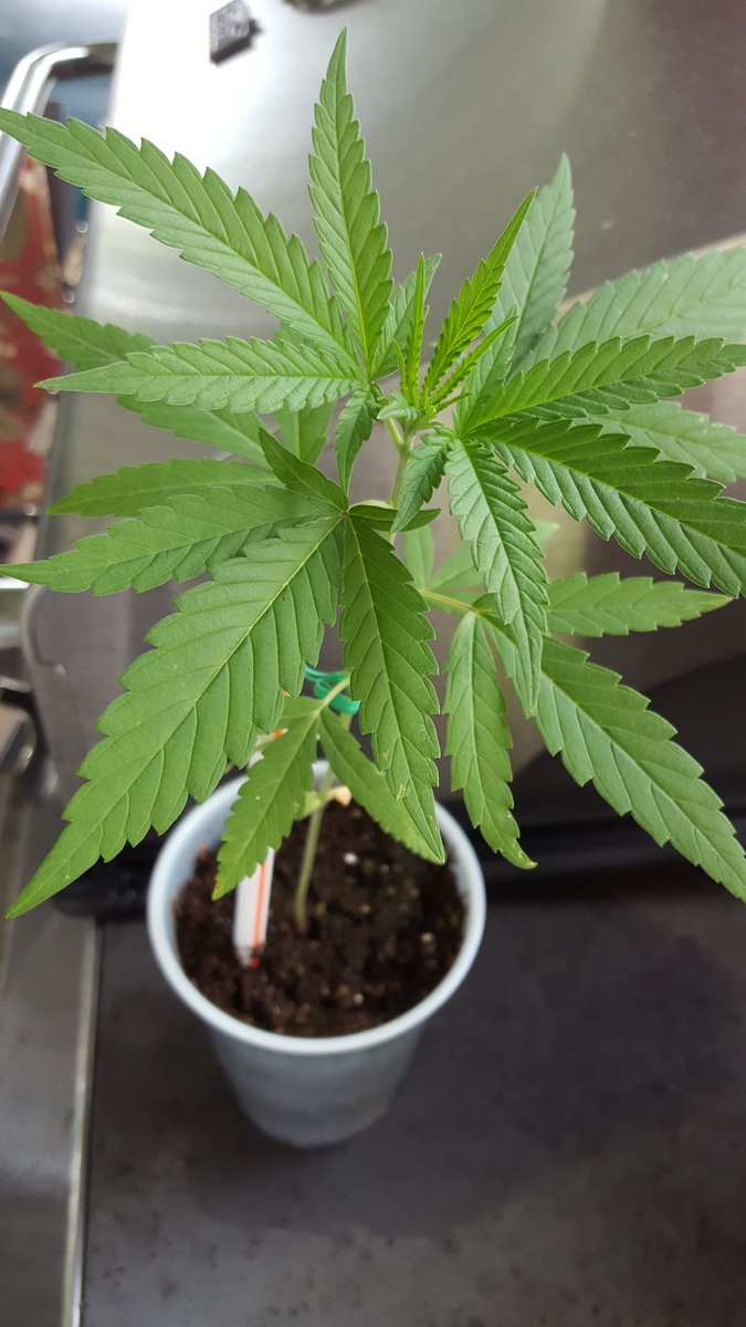 leahp230's tweet photo. #showyourgrow #deschedule420 https://t.co/uT3DR4D4YW