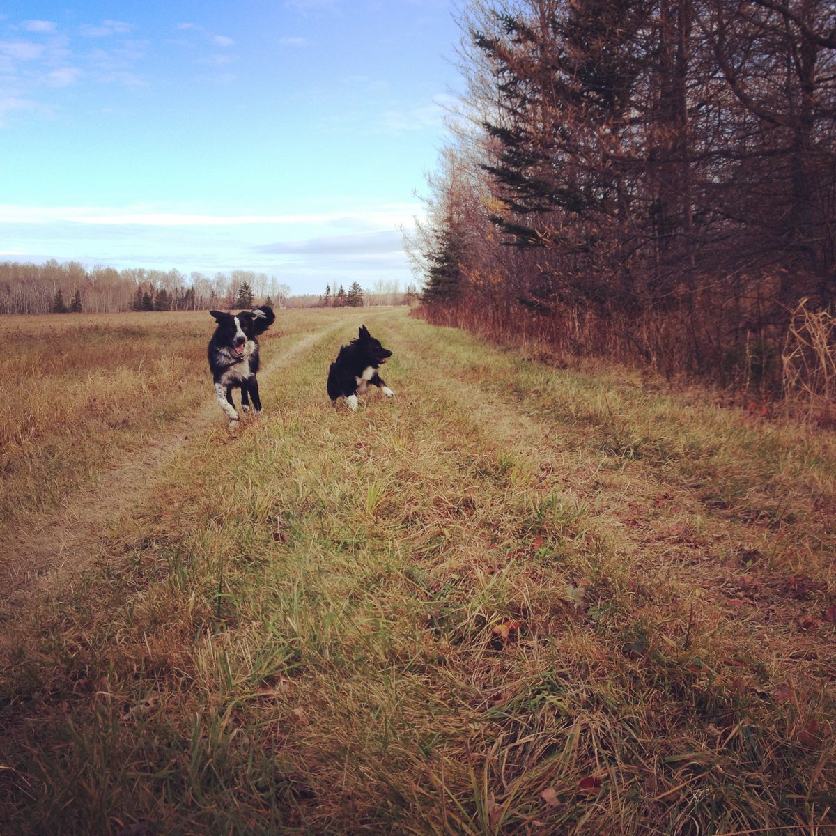 JulieVictoriaa's tweet photo. #LiveDogDays The happiest dogs @LiveKelly https://t.co/VcMD4YzDtM