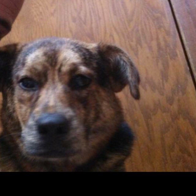 rauenjennaa's tweet photo. @saraya_sky our puppy has passed away can we please have #justiceforpixie please spread that word https://t.co/6oIAVcNZKv