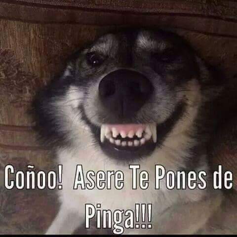 cubanet01's tweet image. Cuando andas lejos de tu tierra, y sueltas esta frase y no te entienden.