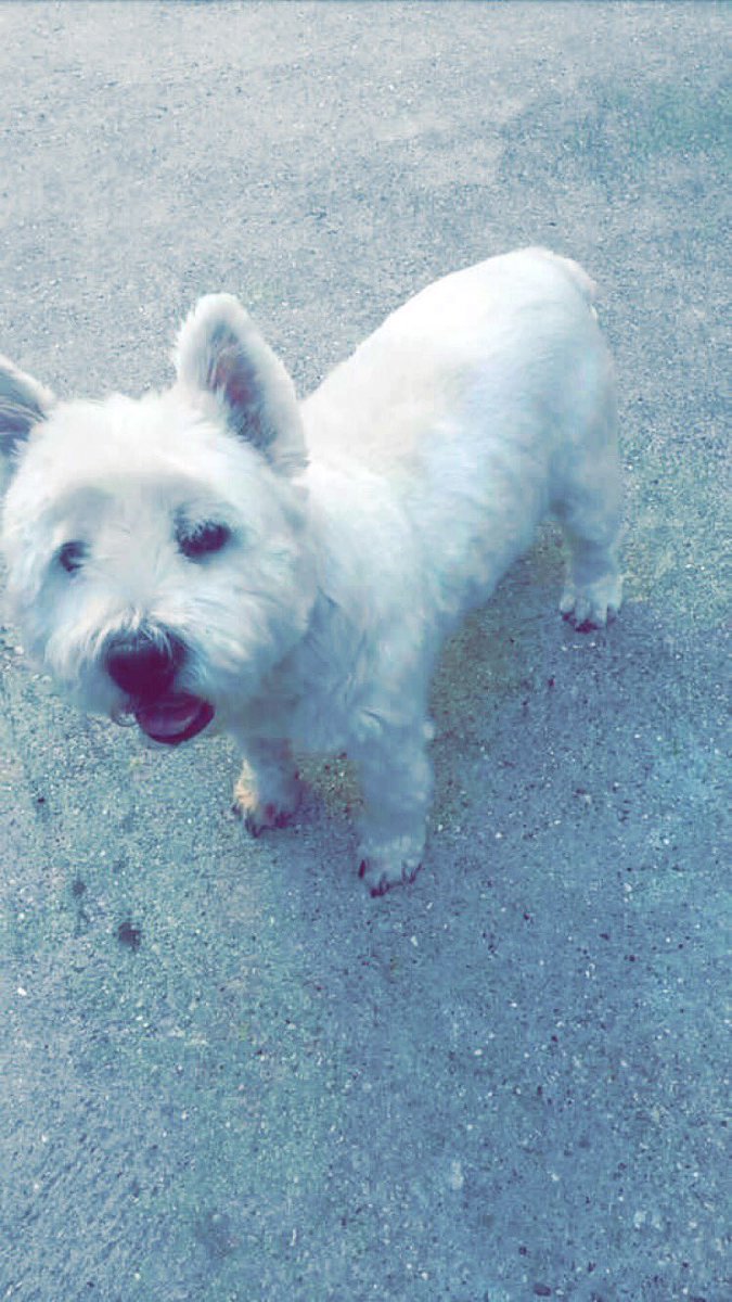 littlenelson16's tweet image. R.I.P to my little cutie Marcus you were my little cutie my little white shadow Love u &amp;amp; miss u so much 13/7/16💔🐾🐾💔