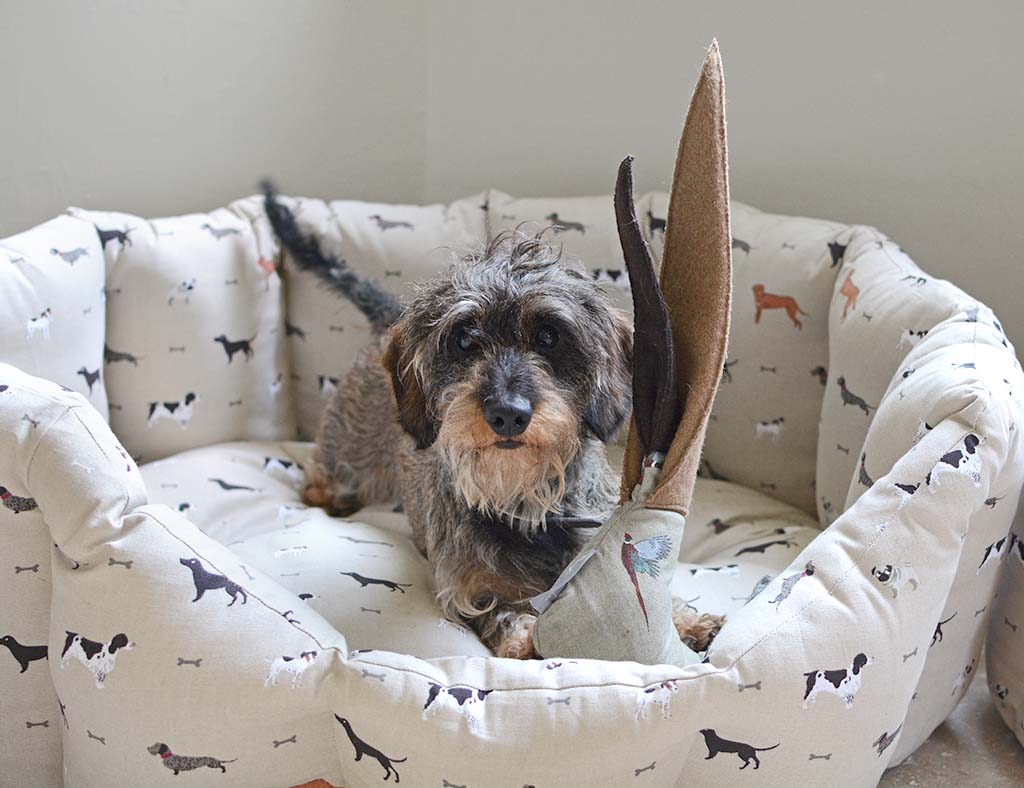 sophie allport spaniel