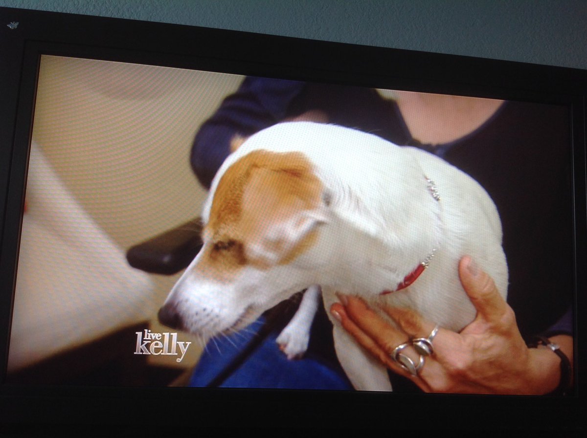 LAlupusLady's tweet photo. "Twinkie" is adorable on @LiveKelly #LiveDogDays https://t.co/UfQAoQof6K