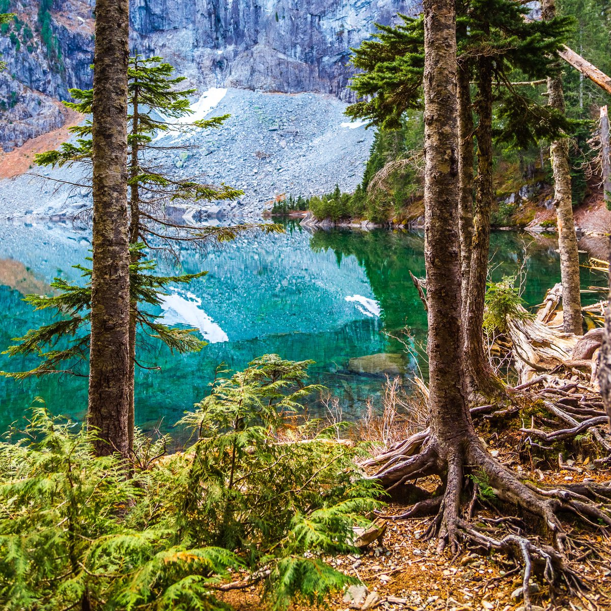 ForestServiceNW's tweet photo. "Trees are poems that earth writes upon the sky." Kahlil Gibran. #TuesdayThought https://t.co/z19GtR4n2r